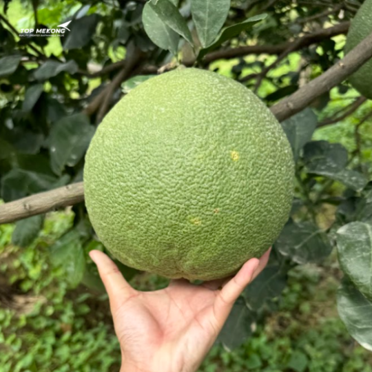 GRAPE FRUIT