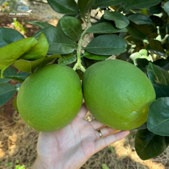 GRAPE FRUIT