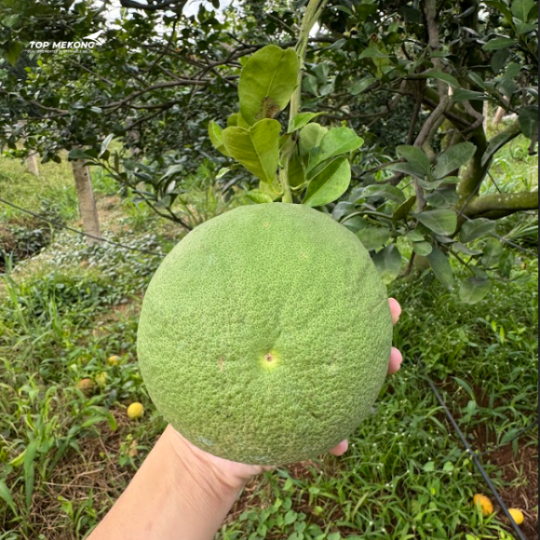 GRAPE FRUIT