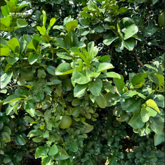 GRAPE FRUIT